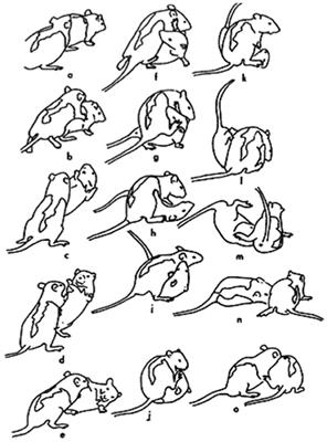 The rough-and-tumble play of rats as a natural behavior suitable for studying the social brain